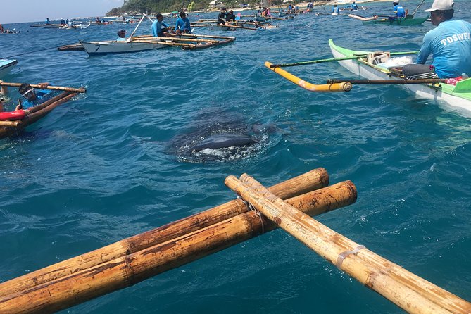 Bohol Whaleharks Interaction & Bohol Countryside Tour With Lunch (Cebu or Bohol) - Departure Details
