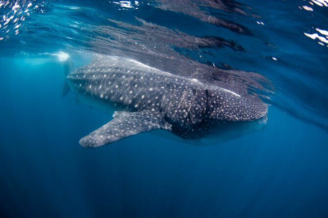 Bohol Whaleshark Watching with Loboc River Lunch - FAQs