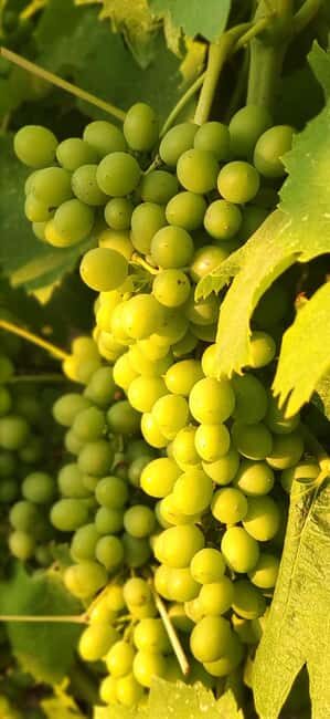 Bolgheri: Guided Walking Tour of the Village - Exploring Bolgheri: A Village Steeped in Charm and Wine