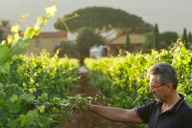 Bolgheri: Premium Wine Tasting With Winery Tour - Directions