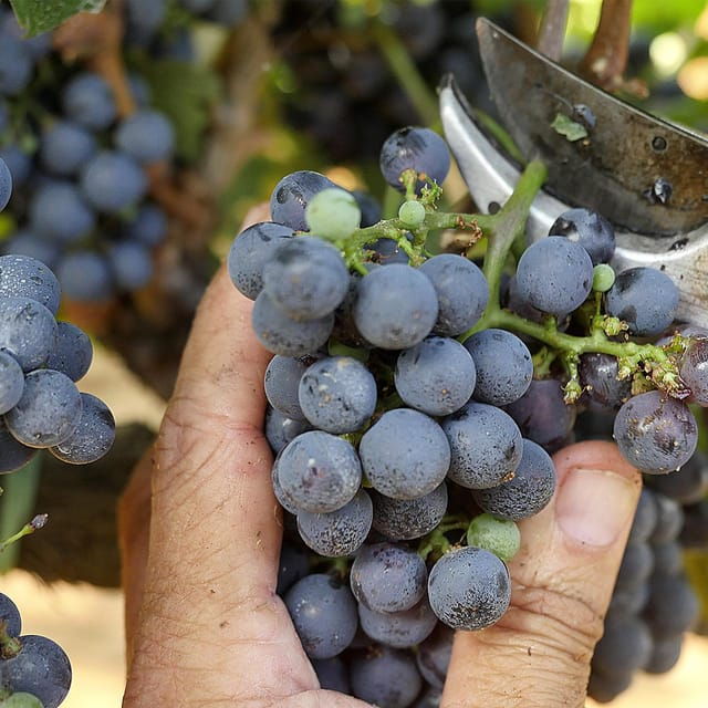 Bolgheri: Vertical Wine-Tasting at Terre Del Marchesato - Cancellation Policy