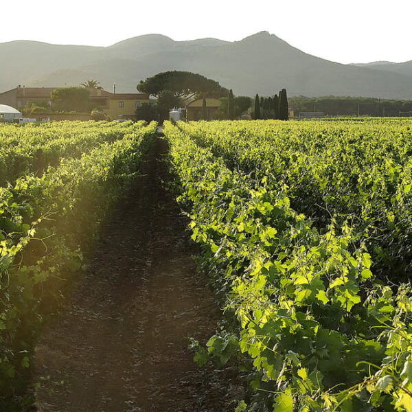 Bolgheri: Vertical Wine-Tasting at Terre Del Marchesato - Frequently Asked Questions