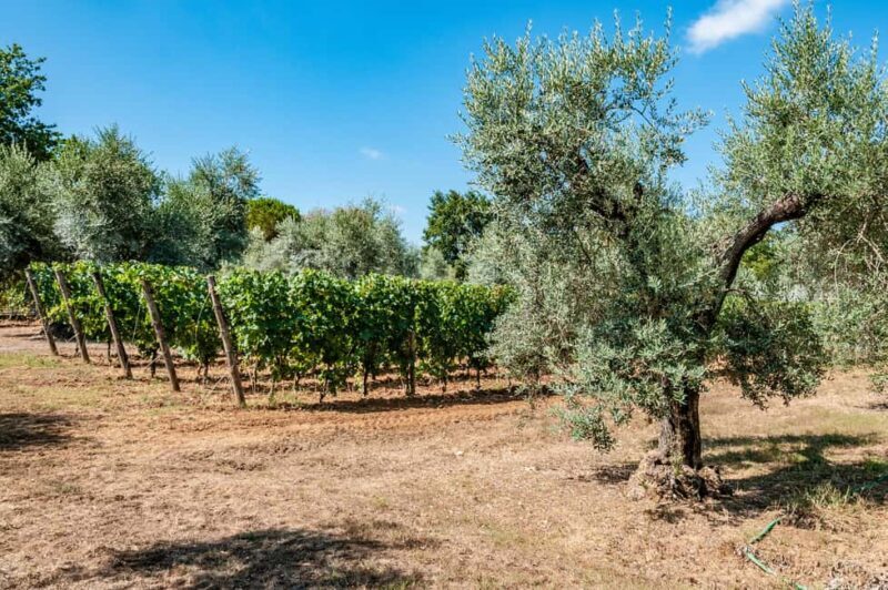 Bolgheri: Wine tasting at Podere Conca - Good To Know