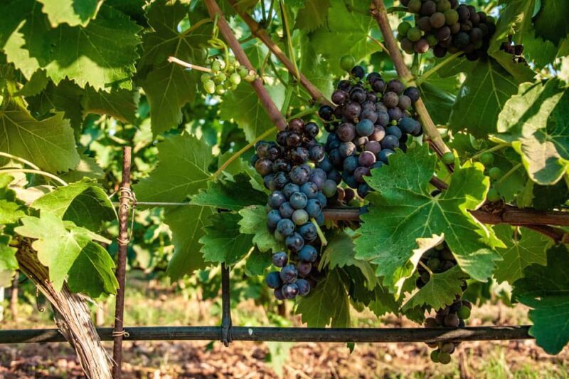 Bolgheri: Wine tasting at Podere Conca - FAQ