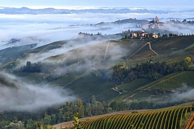 Bollicine - Authentic Insights from Other Travelers