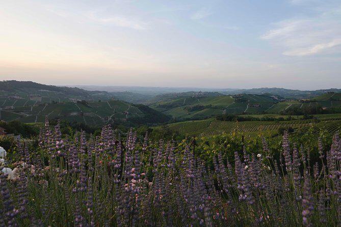 Bollicine - The Experience’s Overall Value