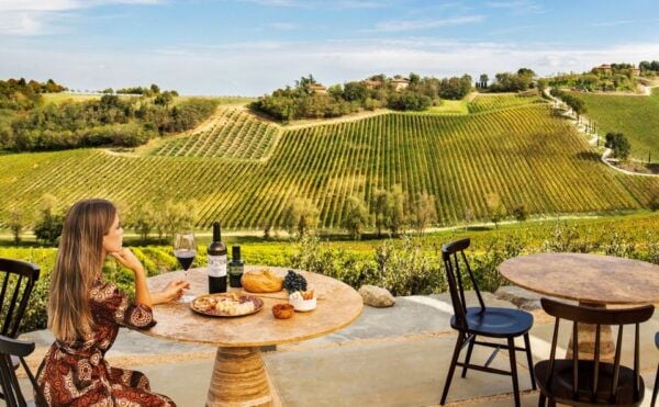Bologna: Olive Grove and Vineyard Tour With Product Tastings - The Sum Up