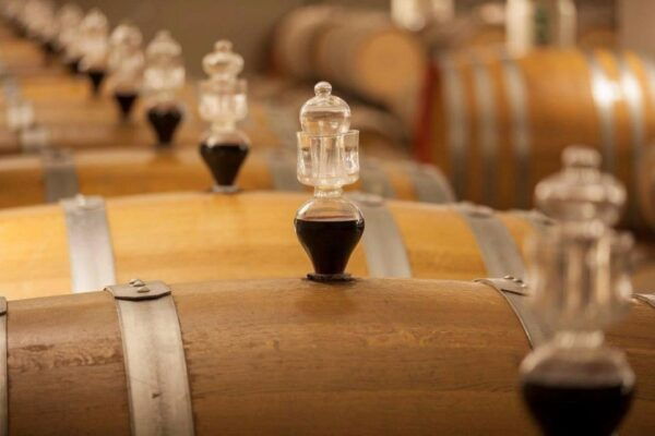 Bologna Vineyard Vista: a Journey Through Emilian Wines - Highlights of the Experience