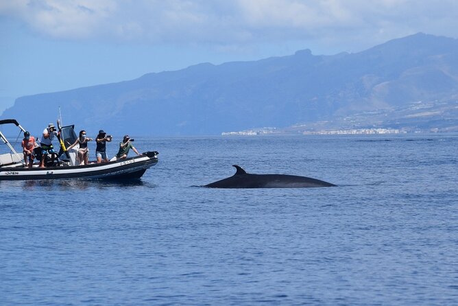 Bonadea II Ecological Whale Watching, 2 Hours - Booking and Accessibility Information