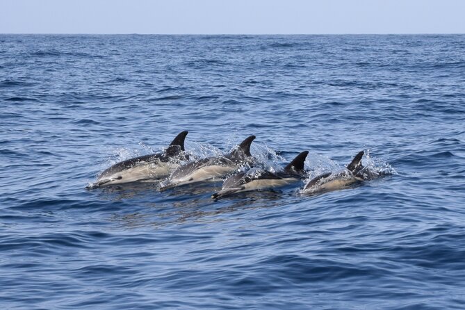 Bonadea II Ecological Whale Watching, 2 Hours - Additional Information