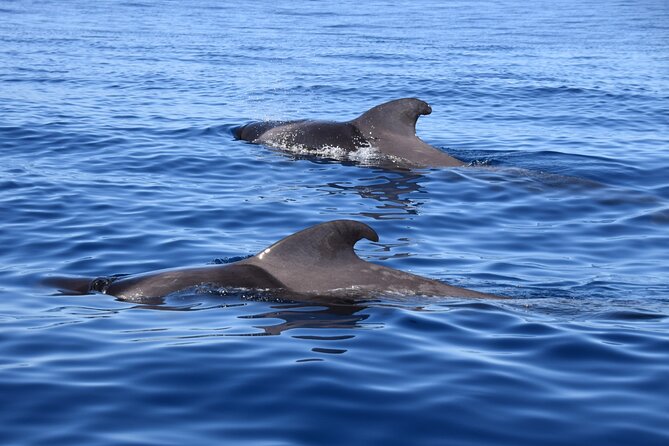 Bonadea II Ecological Whale Watching, 2 Hours - Cancellation Policy