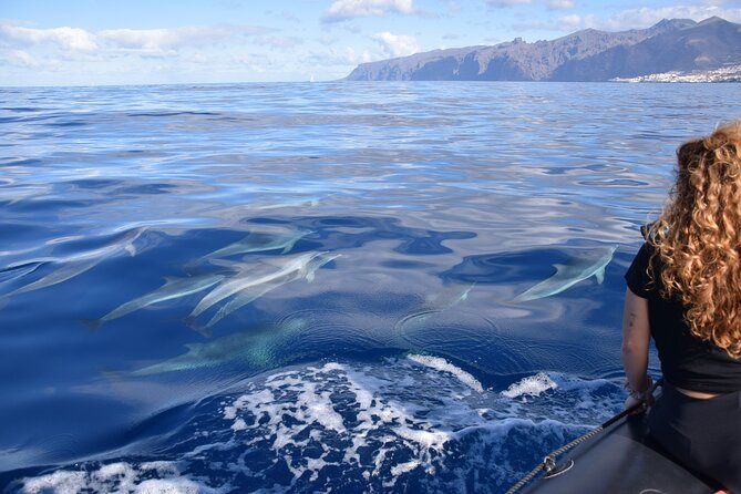 Bonadea II Ecological Whale Watching, 2 Hours - Traveler Photos and Reviews