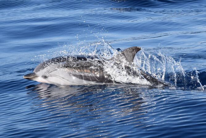 Bonadea II Ecological Whale Watching, 2 Hours - Other