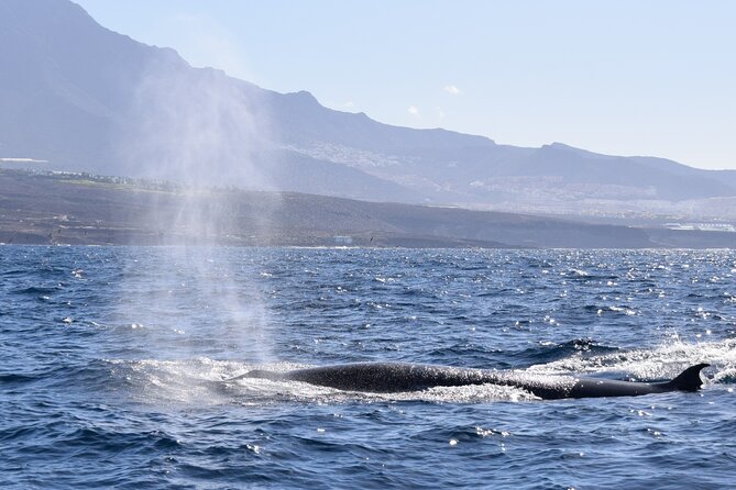 Bonadea II Ecological Whale Watching, 2 Hours - Directions