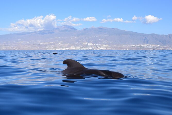Bonadea II Ecological Whale Watching, 2 Hours - Blog Post Content