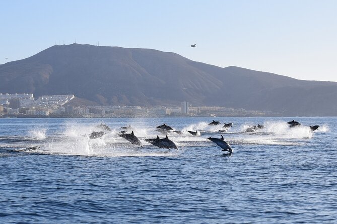 Bonadea II Ecological Whale Watching, 2 Hours - Common Questions