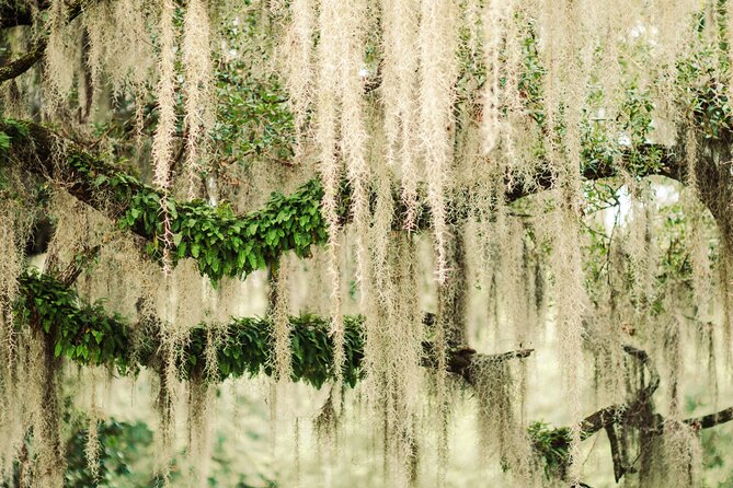 Bonaventure Cemetery Tours - Specific Highlights of the Tour