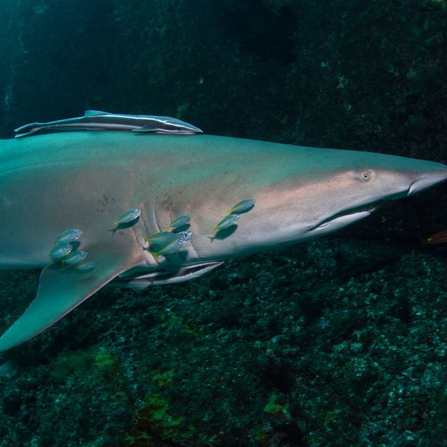 Bondi: Shark Dive at Bushrangers Bay for Certified Divers - Booking Details