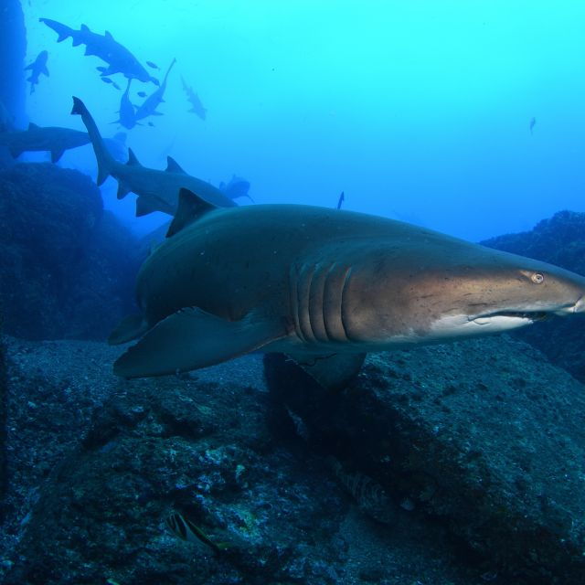 Bondi: Shark Dive at Bushrangers Bay for Certified Divers - Experience