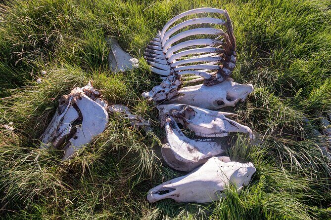 Bone Hunting in Wyoming - Good To Know