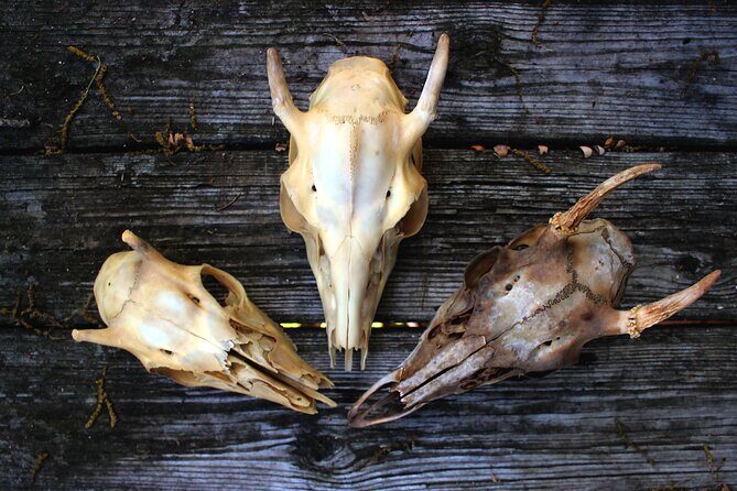 Bone Hunting in Wyoming - What is Bone Hunting in Wyoming All About?
