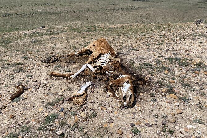 Bone Hunting in Wyoming - Pricing and What’s Included