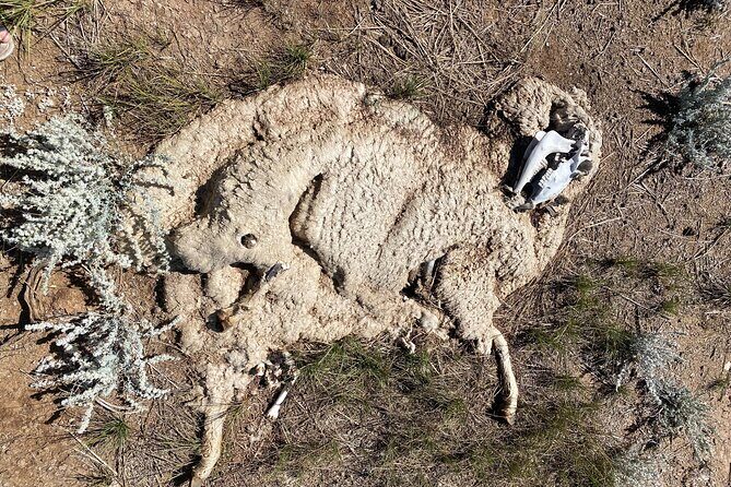 Bone Hunting in Wyoming - Why This Tour Offers Value