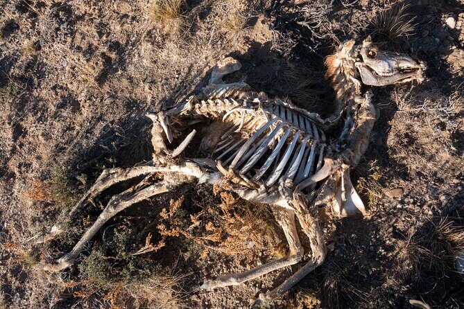 Bone Hunting in Wyoming - Who Is This Tour Best For?