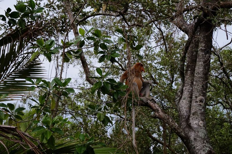 Bongawan/Binsuluk Mangrove Cruise, Mirror Beach & Firefly - Pack for heat, insects and a boat