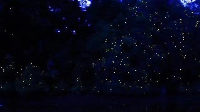 Bongawan Mangrove River Cruise & Fireflies with Infinity Dream Beach Sunset Tour - A river, a beach, and a dark sky in one trip