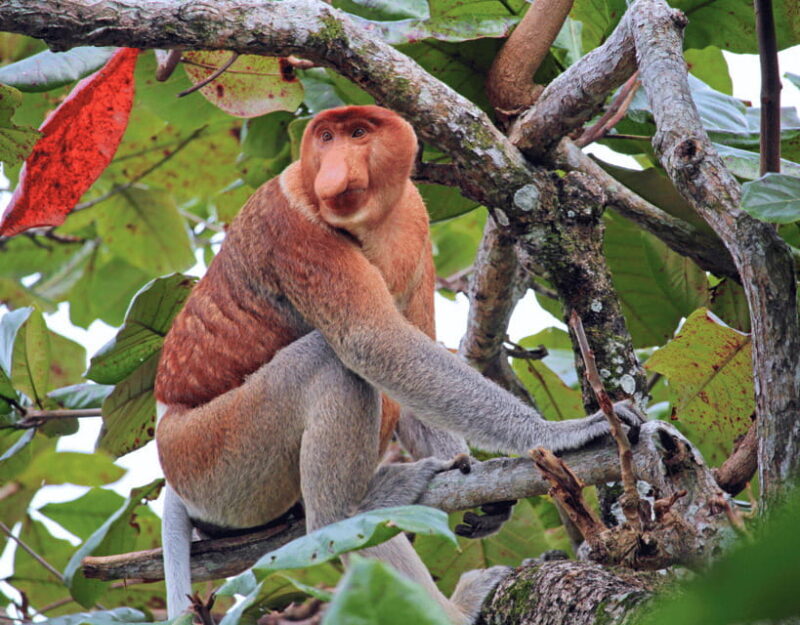 Bongawan River Cruise: Proboscis Monkey & Fireflies Mangrove - Guides and Service