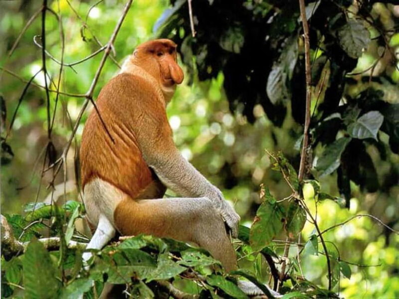 Bongawan Wetland: Proboscis Monkey and Fireflies Shared Tour - Good To Know