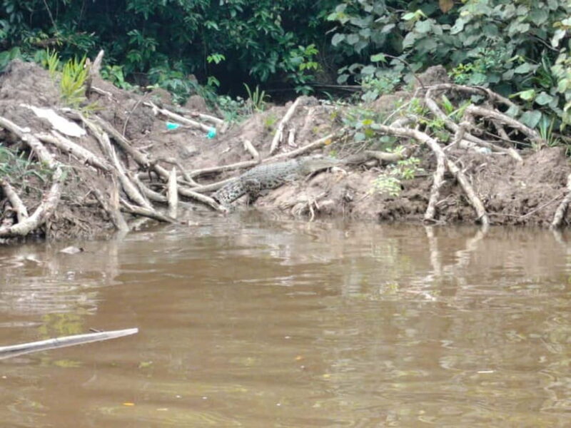 Bongawan Wetland: Proboscis Monkey and Fireflies Shared Tour - What Makes This Tour Stand Out?
