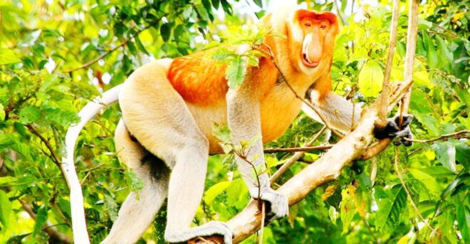 Bongawan Wetland: Proboscis Monkey Fireflies Shared Tour - Cancellation Policy