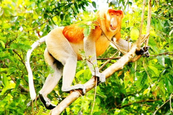 Bongawan Wetland: Proboscis Monkey Fireflies Shared Tour - Language Options