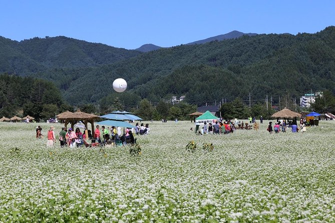 Bongpyeong Buckwheat Flower FestivalPyeongchang Zinnia Festival - Festival Dates and Locations