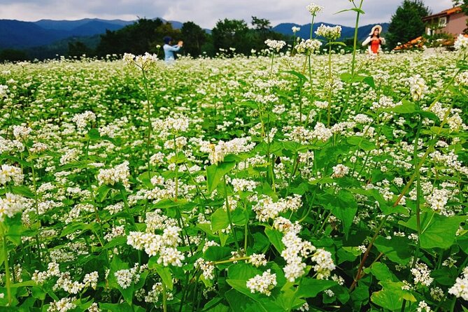 Bongpyeong Buckwheat Flower FestivalPyeongchang Zinnia Festival - Highlights and Attractions