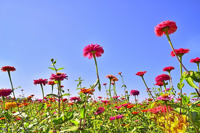 Bongpyeong Buckwheat Flower FestivalPyeongchang Zinnia Festival - Common Questions