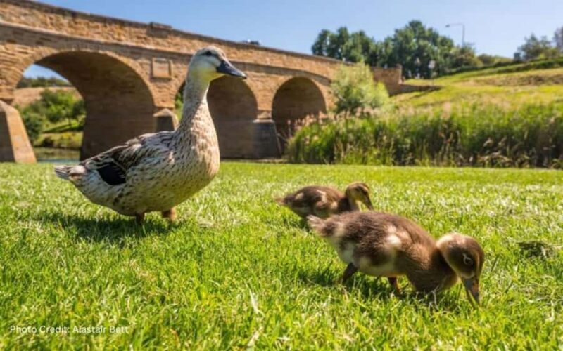 Bonorong & Richmond: Shore Excursion (Private Tour) - A Practical, Authentic Day Out in Tasmania: Bonorong & Richmond Private Tour Review