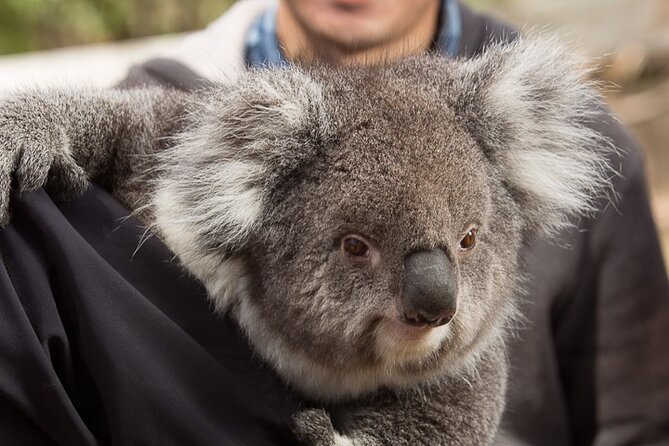 Bonorong Wildlife Park and Richmond Afternoon Tour From Hobart - Tour Overview and Highlights