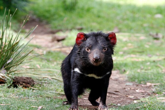Bonorong Wildlife Park and Richmond Afternoon Tour From Hobart - Tour The Sum Up and Recommendations