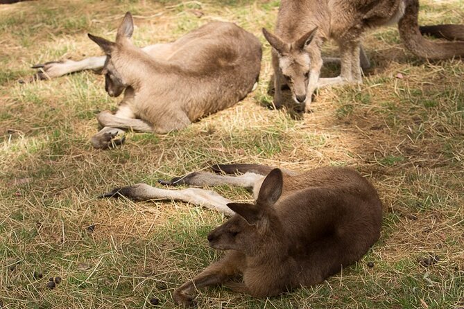 Bonorong Wildlife Park and Richmond Afternoon Tour From Hobart - The Sum Up