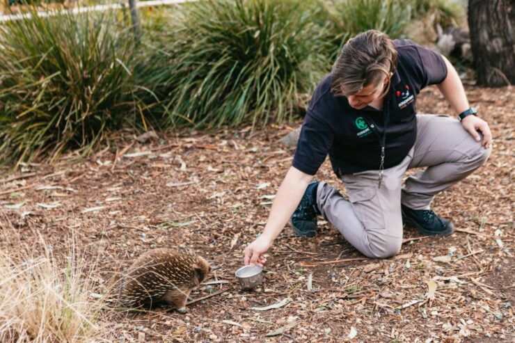 Bonorong Wildlife Sanctuary Half-Day Tour From Hobart - Inclusions and Pricing