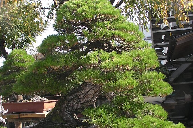 Bonsai and Washi Museum Visit in Tokyo - Overview and Logistics