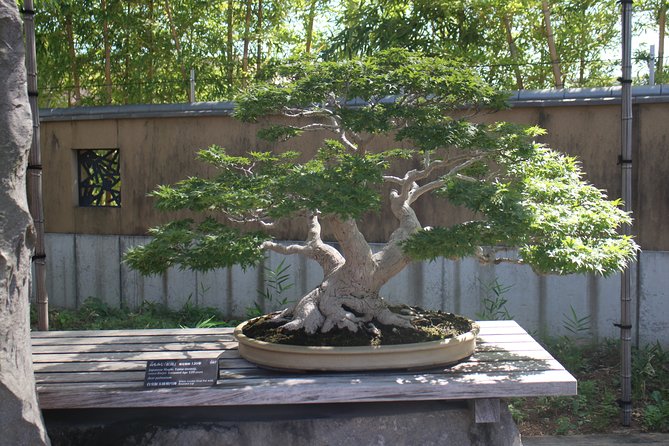 Bonsai Museum & Bonsai Experience - Bonsai Gardens Tour