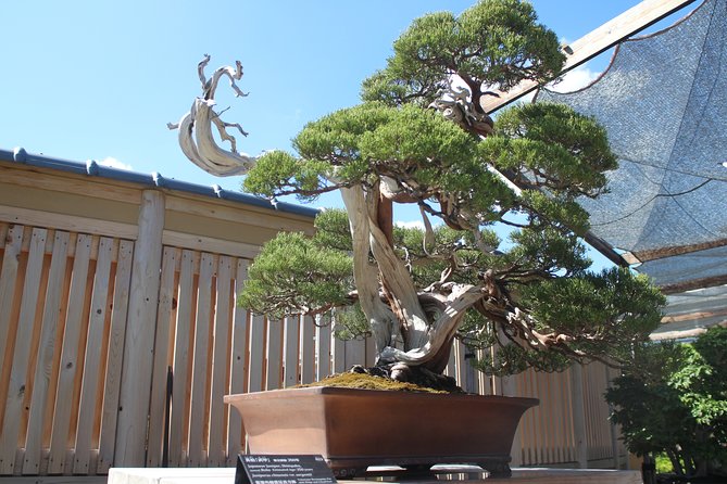 Bonsai Museum & Bonsai Experience - Reviews and Recommendations