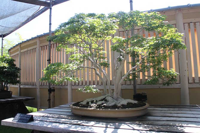 Bonsai Museum & Bonsai Experience - The Sum Up