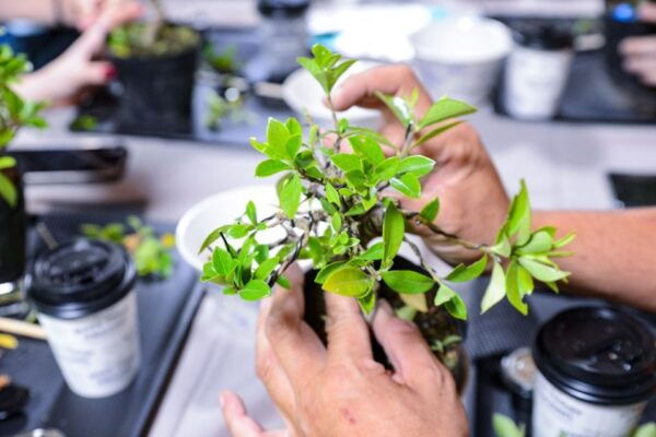 Bonsai & Sencha Tea Experience: Pastime of the Literati - Hands-on Learning: The Art of Bonsai