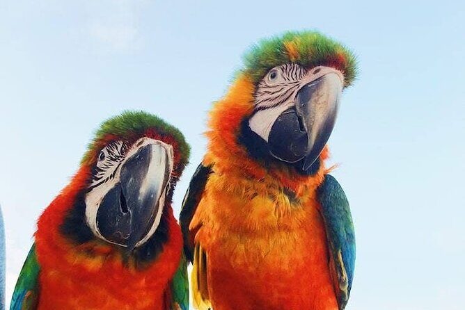 BOOGIES/BUGGY & ATV -# 1 Adventures IN PUNTACANA - Good To Know