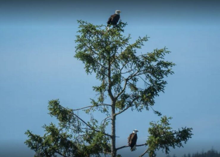 Boothbay: Lighthouses & Islands Harbor Cruise - Experience Highlights